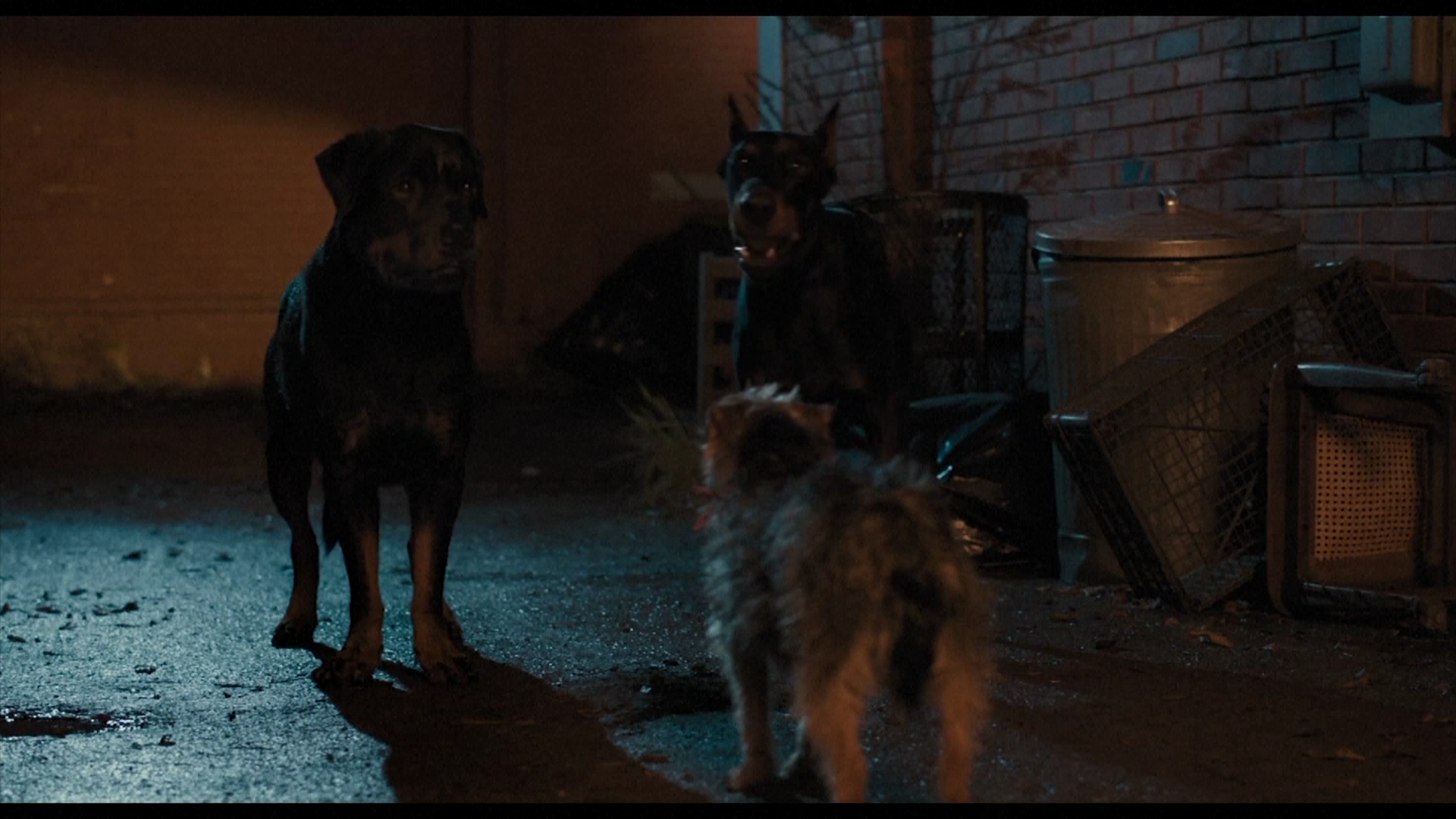ซุปตาร์ 4 ขา เดินพรมแดงเปิดตัวภาพยนตร์ตลกเรท R “Strays”