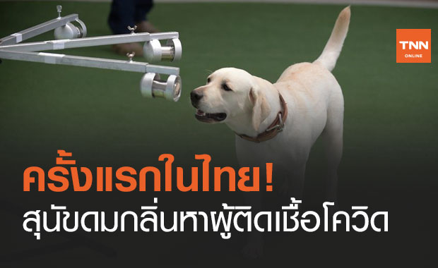 จุฬาฯ วิจัย "สุนัขดมกลิ่น" หาผู้ติดเชื้อโควิด ครั้งแรกในไทย แม่นยำถึง 95%