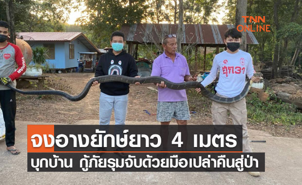 "จงอางยักษ์" ยาว 4 เมตร บุกบ้าน โร่แจ้ง "กู้ภัย" จับด้วยมือเปล่า
