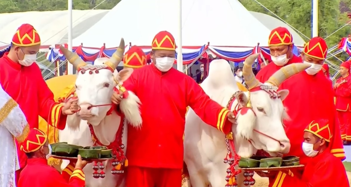 วันพืชมงคล 2566 เปิดคำทำนาย พระโคเสี่ยงทาย ปีนี้กินหญ้า-เหล้า