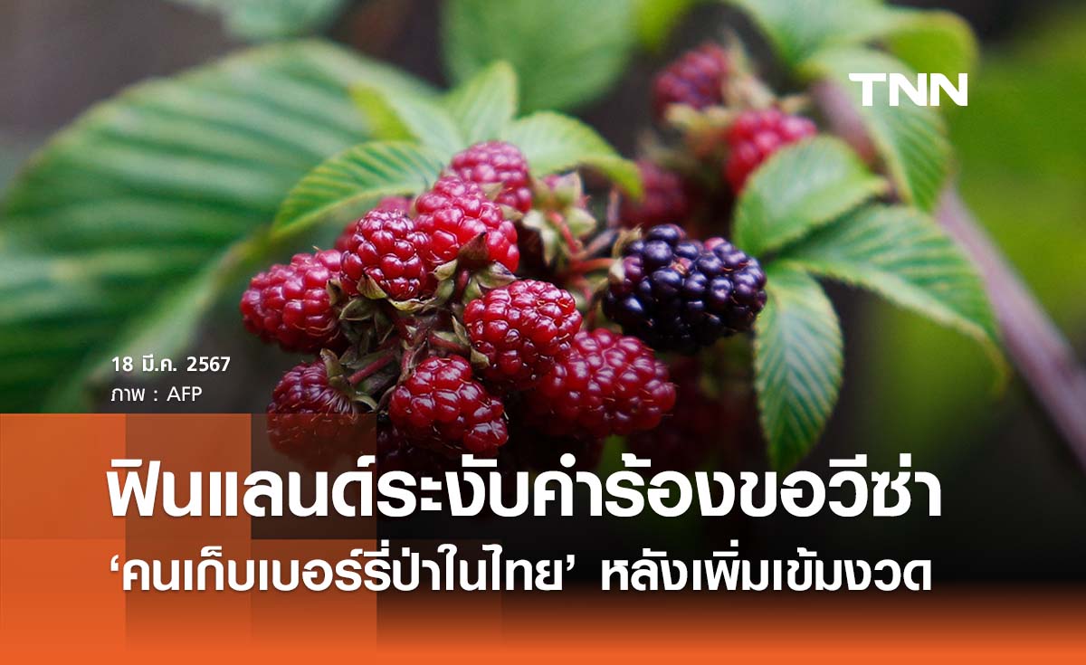 ฟินแลนด์ระงับคำร้องขอวีซ่า ‘คนเก็บเบอร์รี่ป่าในไทย’
