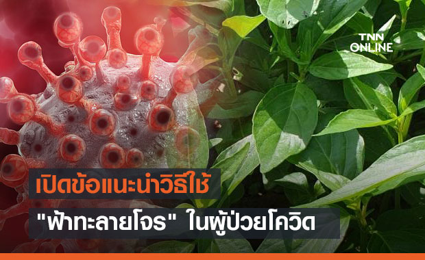 เปิดข้อแนะนำวิธีใช้ "ฟ้าทะลายโจร" ในผู้ป่วยโควิด-19