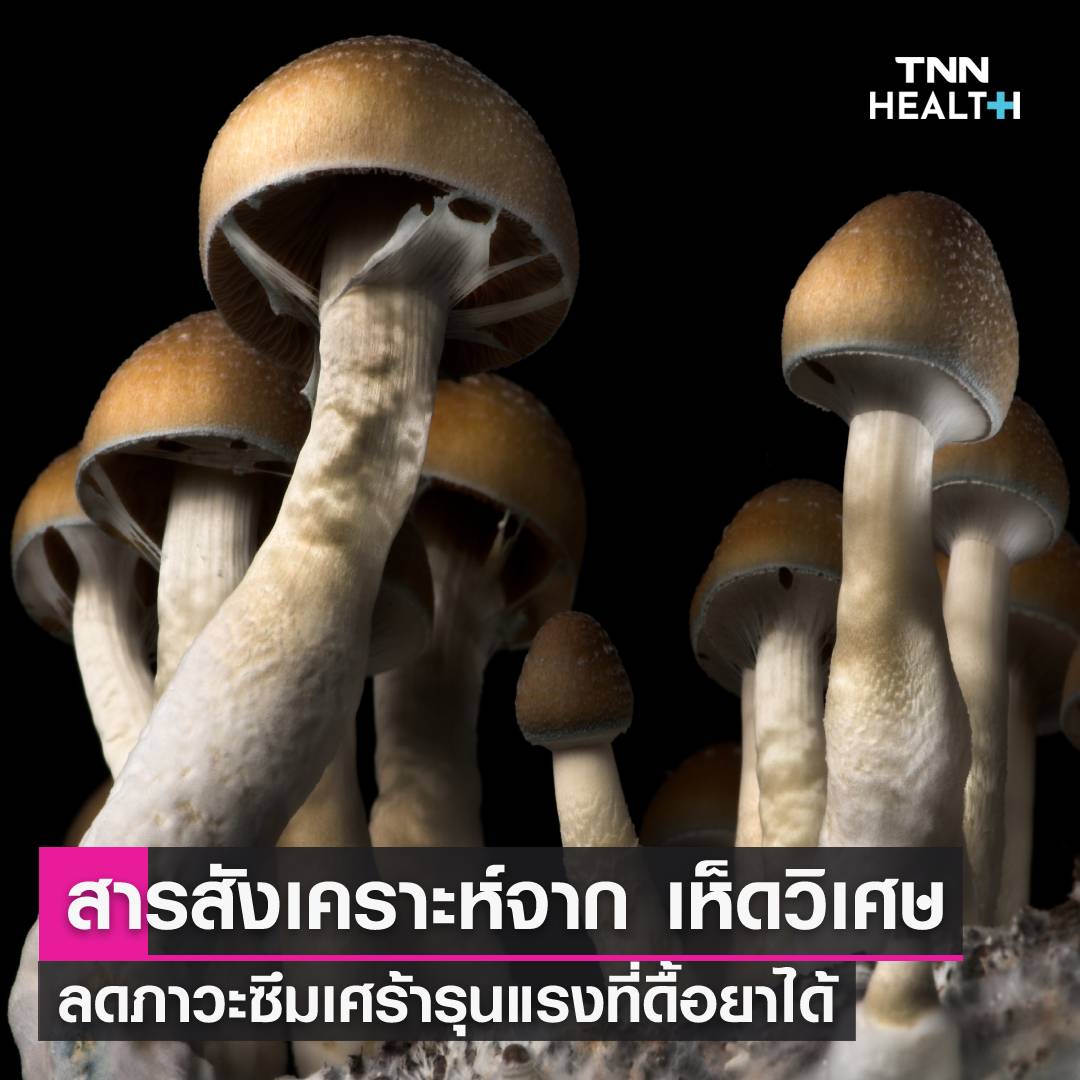 งานวิจัยเผยสารสกัดจาก 'เห็ดเมา' มีส่วนช่วยรักษาโรคซึมเศร้าได้ งานวิจัยเผยสารสกัดจาก 'เห็ดเมา' มีส่วนช่วยรักษาโรคซึมเศร้าได้