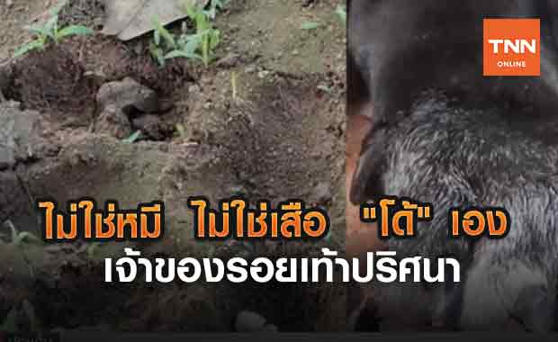 ไม่ใช่หมี  ไม่ใช่เสือ  "โด้" เอง เจ้าของรอยเท้าปริศนา (คลิป)