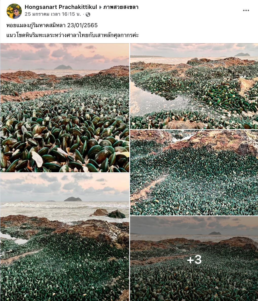 ชาวเน็ตตะลึง!หอยแมลงภู่เต็มหาดสมิหลา จนท.อธิบายแล้วทำไมถึงเกิดขึ้น ชาวเน็ตตะลึง!หอยแมลงภู่เต็มหาดสมิหลา จนท.อธิบายแล้วทำไมถึงเกิดขึ้น