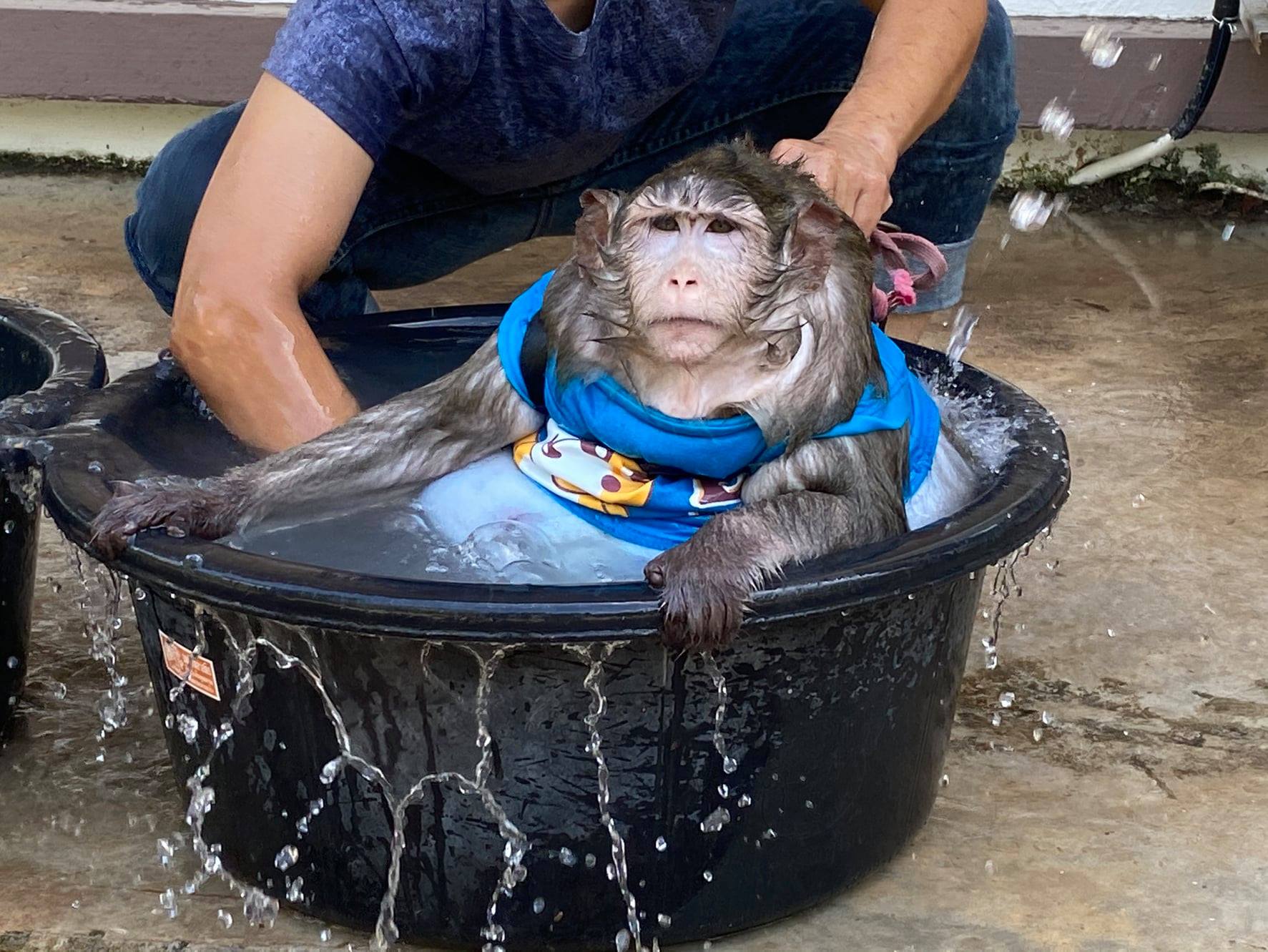เผยภาพอัปเดต ก็อตซิลล่า หลังกรมอุทยานฯ รับไปดูแล เผยภาพอัปเดต ก็อตซิลล่า หลังกรมอุทยานฯ รับไปดูแล