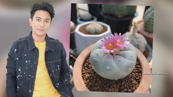  “กัน นภัทร” ขยายพันธุ์ แคคตัส สร้างรายได้ มีแพลนเปิดเป็นคาเฟ่ (มีคลิป) 
