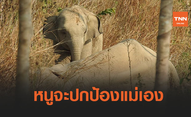 เอ็นดู! ช้างน้อยเฝ้าแม่ล้มป่วยกลางสวนยาง วิ่งใส่จนท.หวังปกป้องแม่