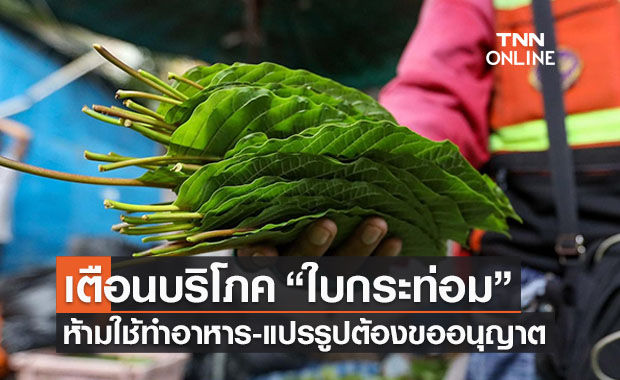 เตือน"ใบกระท่อม" ยังห้ามใช้ประกอบอาหาร - แปรรูปต้องขออนุญาต 