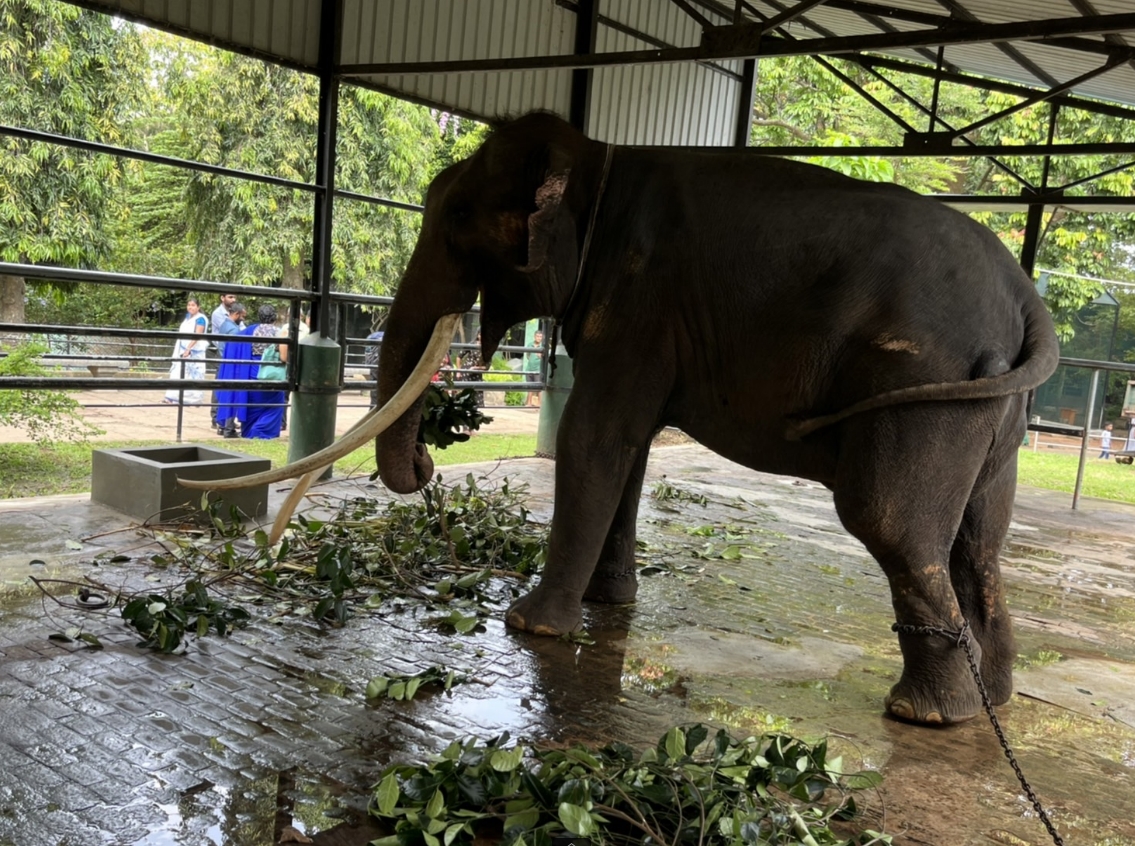เปิดประวัติ ‘พลายศักดิ์สุรินทร์’ ทูตสันถวไมตรีศรีลังกานานนับ 20 ปี เปิดประวัติ ‘พลายศักดิ์สุรินทร์’ ทูตสันถวไมตรีศรีลังกานานนับ 20 ปี