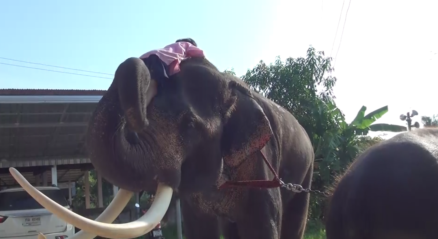 ‘น้องปูเป้’ ขี่ช้างไปเรียนดังไกลต่างแดน สื่อญี่ปุ่นติดต่อขอทำรายการ ‘น้องปูเป้’ ขี่ช้างไปเรียนดังไกลต่างแดน สื่อญี่ปุ่นติดต่อขอทำรายการ