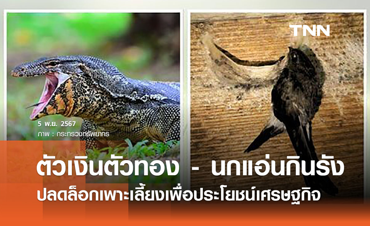 ปลดล็อก "ตัวเงินตัวทอง - นกแอ่นกินรัง" เพาะเลี้ยงเพื่อเศรษฐกิจ 