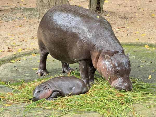 เปิดจักรวาล “หมูเด้ง” เป็นลูกใคร มีพี่น้องทั้งหมดกี่ตัว? เปิดจักรวาล “หมูเด้ง” เป็นลูกใคร มีพี่น้องทั้งหมดกี่ตัว?