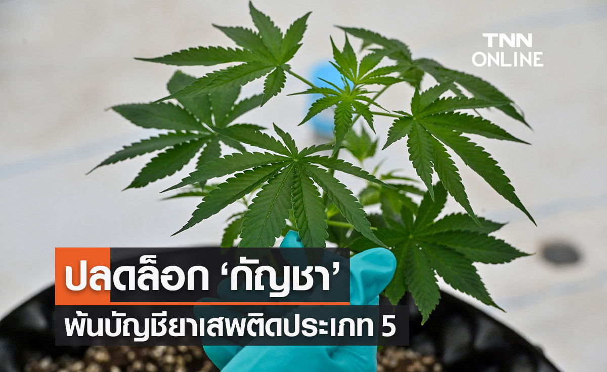 มติกก.ควบคุมยาเสพติด ปลดล็อก "กัญชา" พ้นบัญชีประเภท 5 ส่ง ป.ป.ส.เคาะ 25 ม.ค.นี้