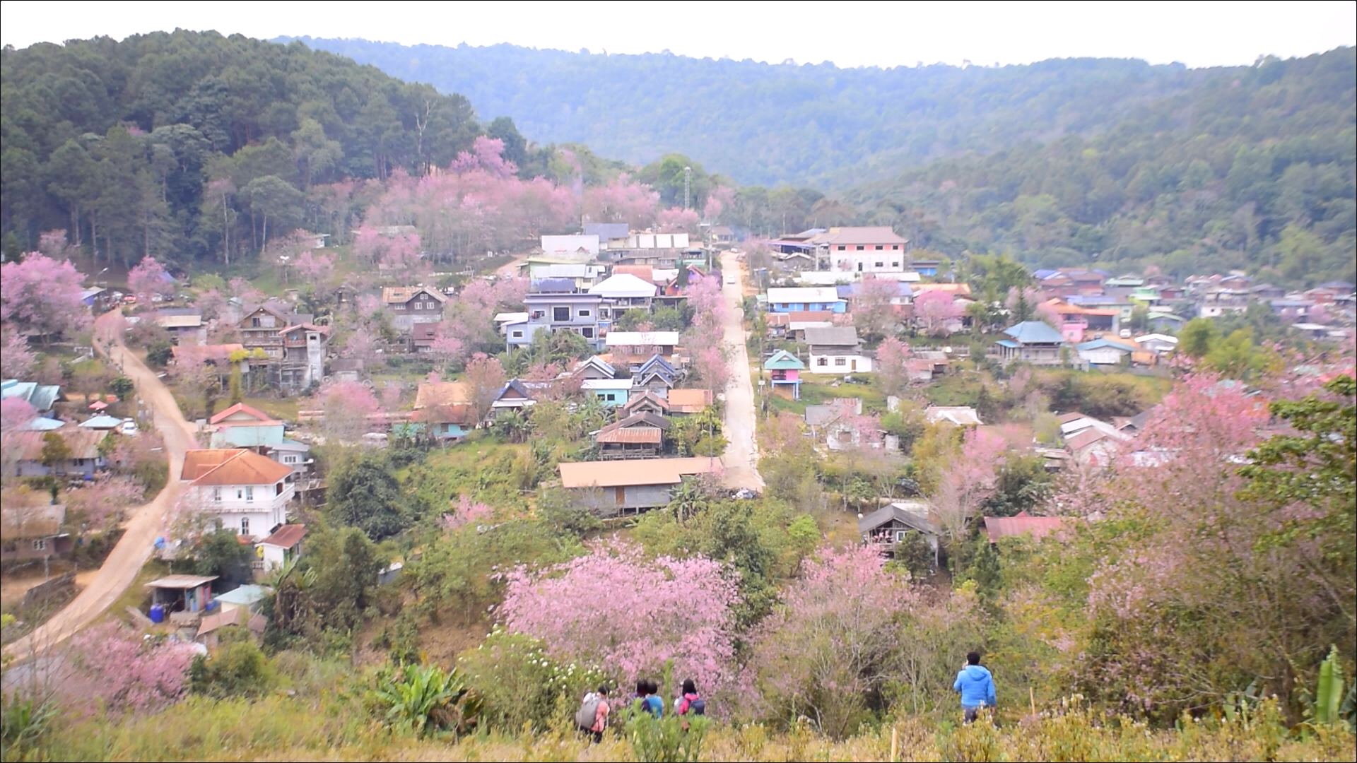 เปิดภาพ ซากุระเมืองไทย บ้านใหม่ร่องกล้า - ภูลมโล