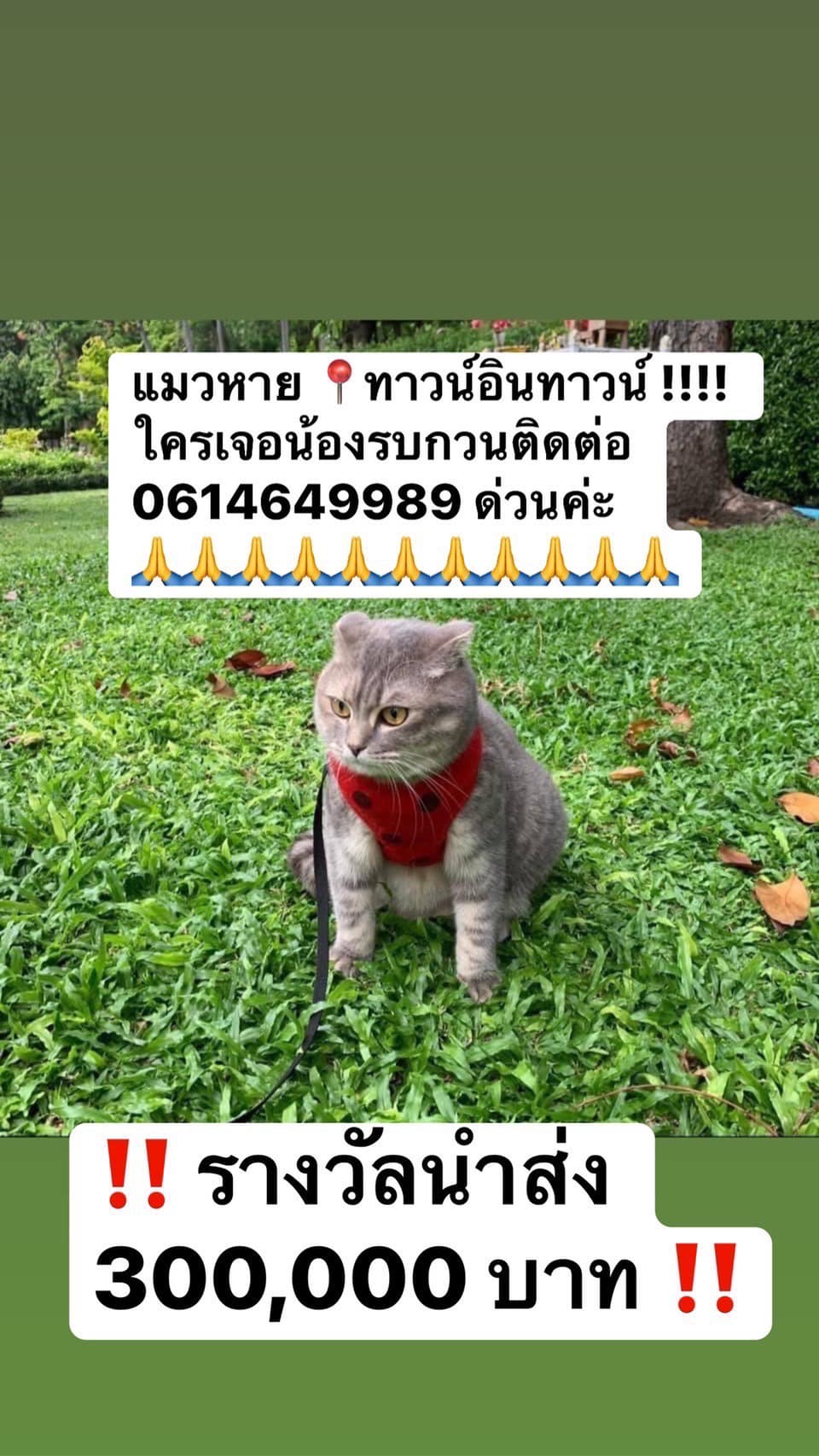 เจอตัวแม่มณีแล้ว! เจ้าของเผยเดินกลับเข้าหมู่บ้านมาเอง เจอตัวแม่มณีแล้ว! เจ้าของเผยเดินกลับเข้าหมู่บ้านมาเอง