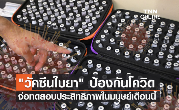 รอลุ้น! "วัคซีนใบยา" ป้องกันโควิด-19 เตรียมทดสอบในมนุษย์เดือนนี้