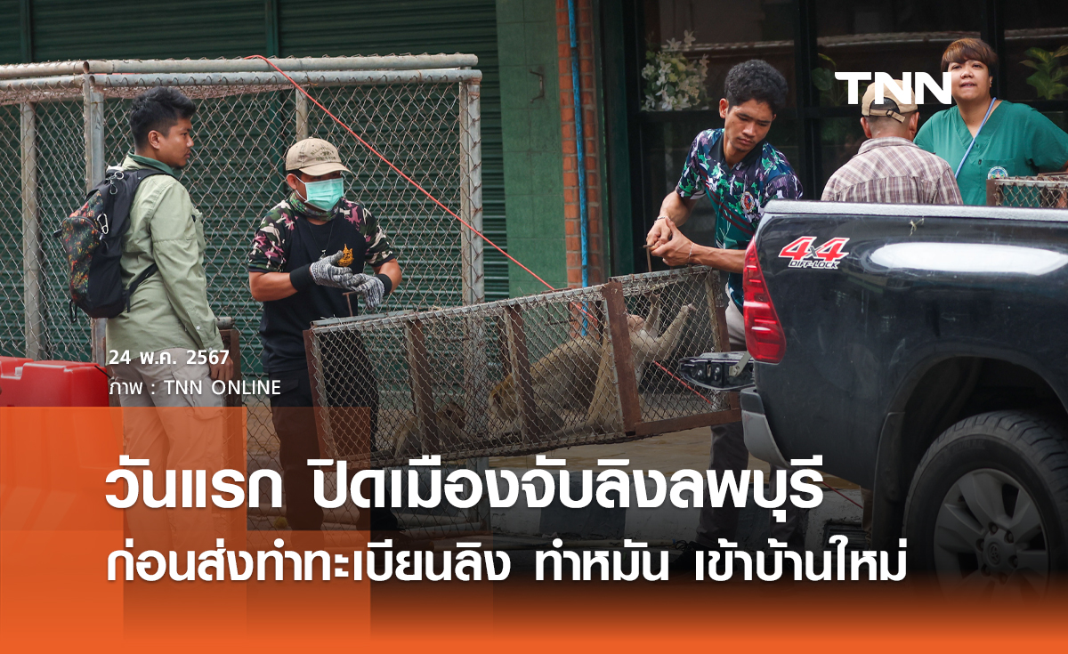 วันแรก ปิดเมืองจับลิงลพบุรีก่อนส่งทำทะเบียนลิง ทำหมัน เข้าบ้านใหม่