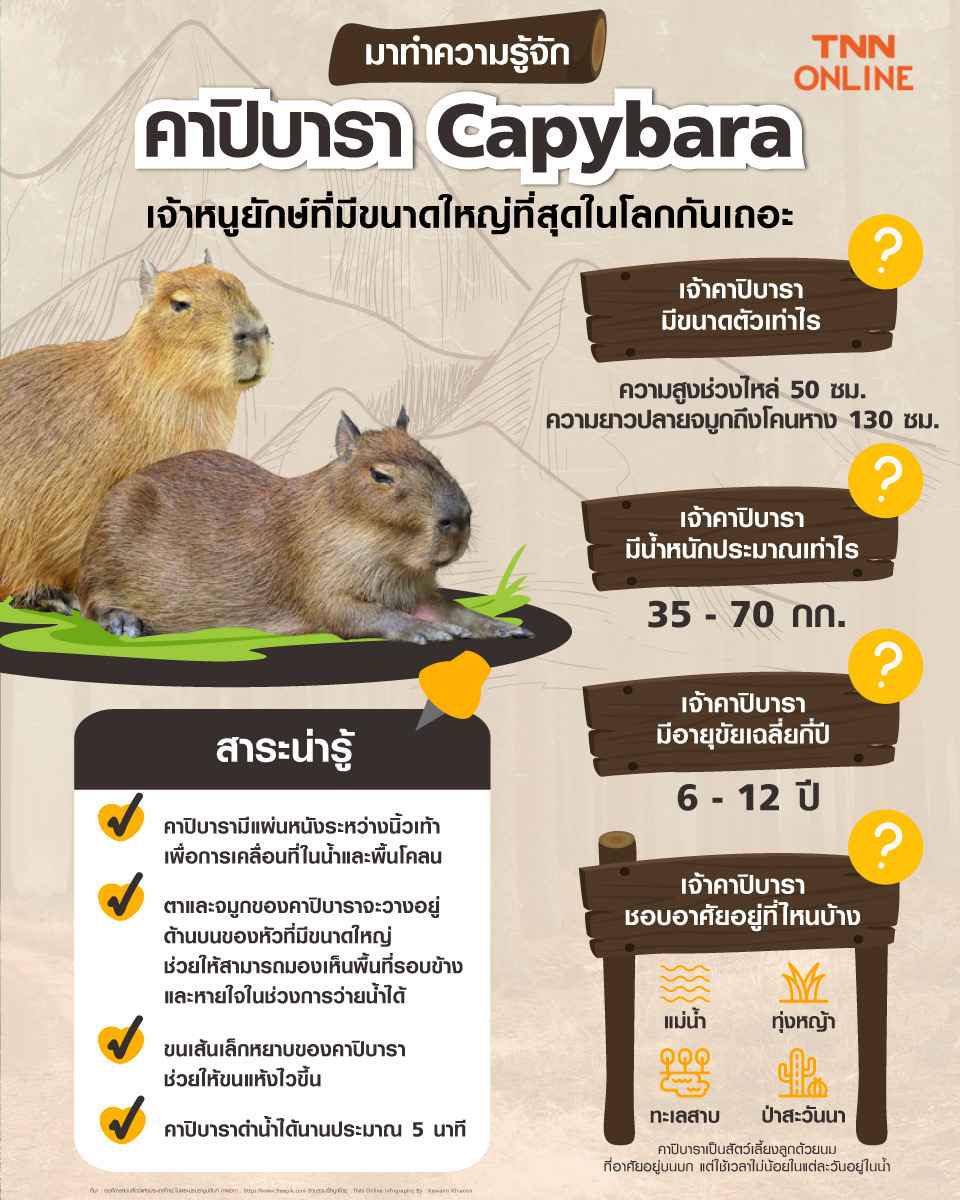 เปิดที่มา คาปิบารา สัตว์ฟันแทะหน้าตาสุดฮา ทำไมถึงถูกเรียกว่า หมามะพร้าว เปิดที่มา คาปิบารา สัตว์ฟันแทะหน้าตาสุดฮา ทำไมถึงถูกเรียกว่า หมามะพร้าว