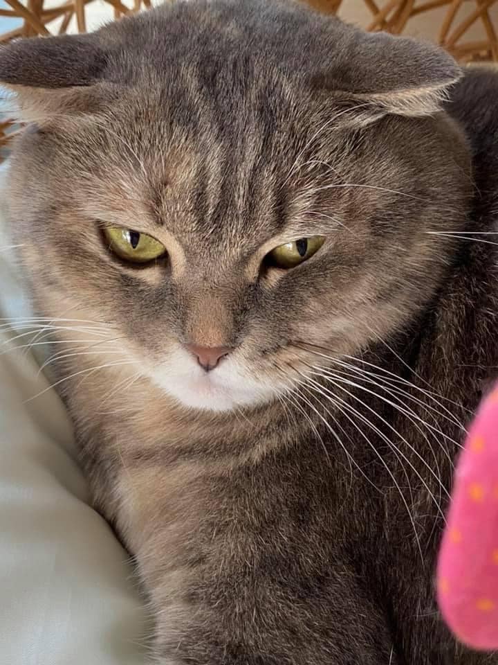 เจอตัวแม่มณีแล้ว! เจ้าของเผยเดินกลับเข้าหมู่บ้านมาเอง เจอตัวแม่มณีแล้ว! เจ้าของเผยเดินกลับเข้าหมู่บ้านมาเอง