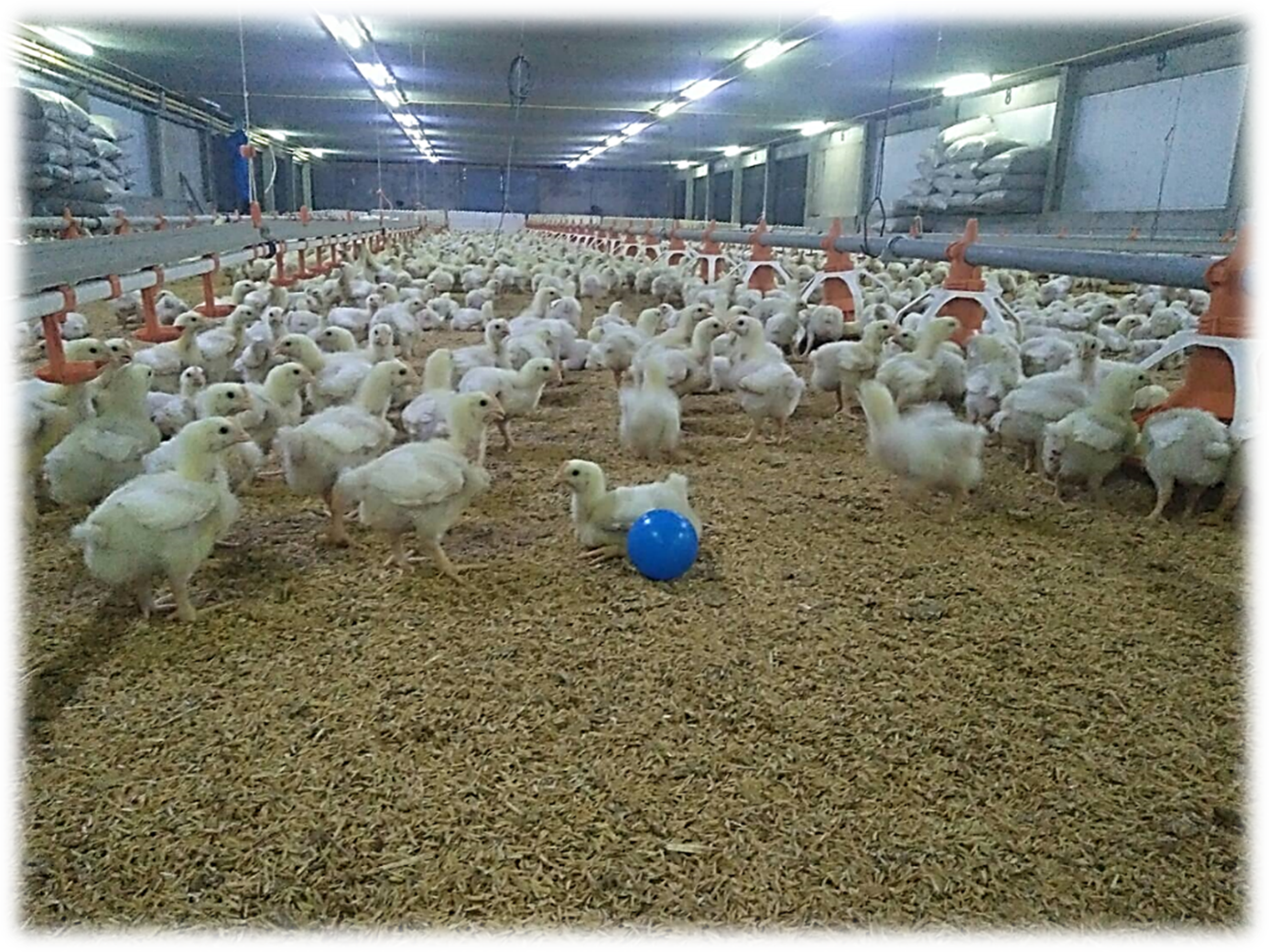 ซีพีเอฟได้รับรอง LR Farm F1rst ตอกย้ำการผลิตไก่เนื้อ ซีพีเอฟได้รับรอง LR Farm F1rst ตอกย้ำการผลิตไก่เนื้อ