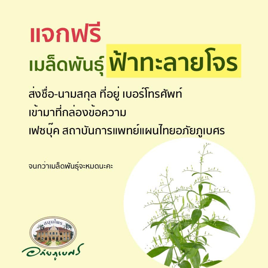 อภัยภูเบศรประกาศแจกฟรี “เมล็ดพันธุ์ฟ้าทะลายโจร” ไว้สู้โควิด-19 อภัยภูเบศรประกาศแจกฟรี “เมล็ดพันธุ์ฟ้าทะลายโจร” ไว้สู้โควิด-19