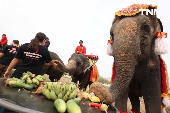 “วันช้างไทย” แลเพนียด ทำบุญ-เลี้ยงอาหารช้าง เพื่อเป็นสิริมงคล “วันช้างไทย” แลเพนียด ทำบุญ-เลี้ยงอาหารช้าง เพื่อเป็นสิริมงคล