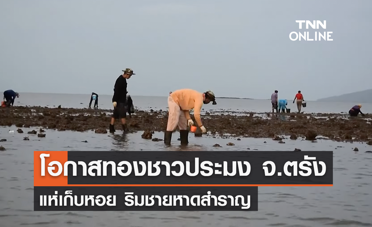 ชาวตรังแห่เก็บหอย ริมชายหาดสำราญ