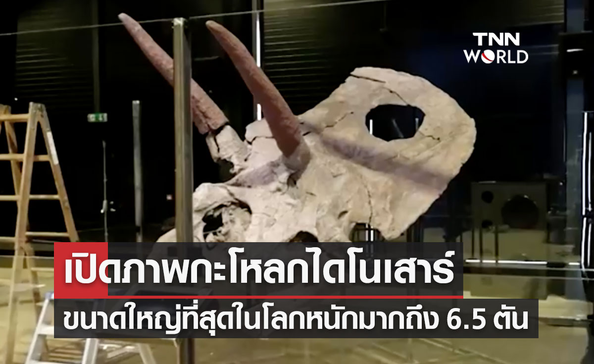 เปิดภาพ ‘กะโหลกไดโนเสาร์ใหญ่สุดในโลก’ น้ำหนักมากถึง 6.5 ตัน