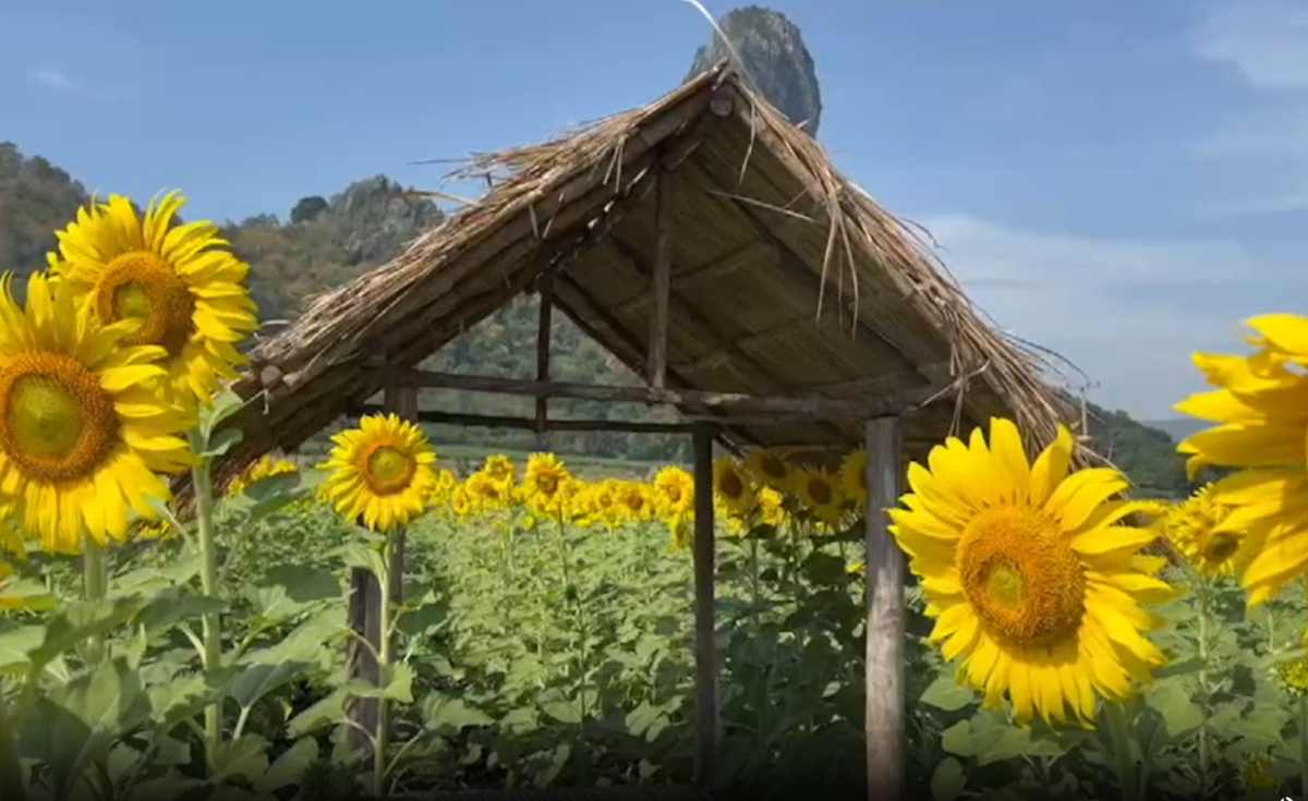 ทุ่งทานตะวันไร่จำรัส จ.ลพบุรี รอตอนรับนักท่องเที่ยว