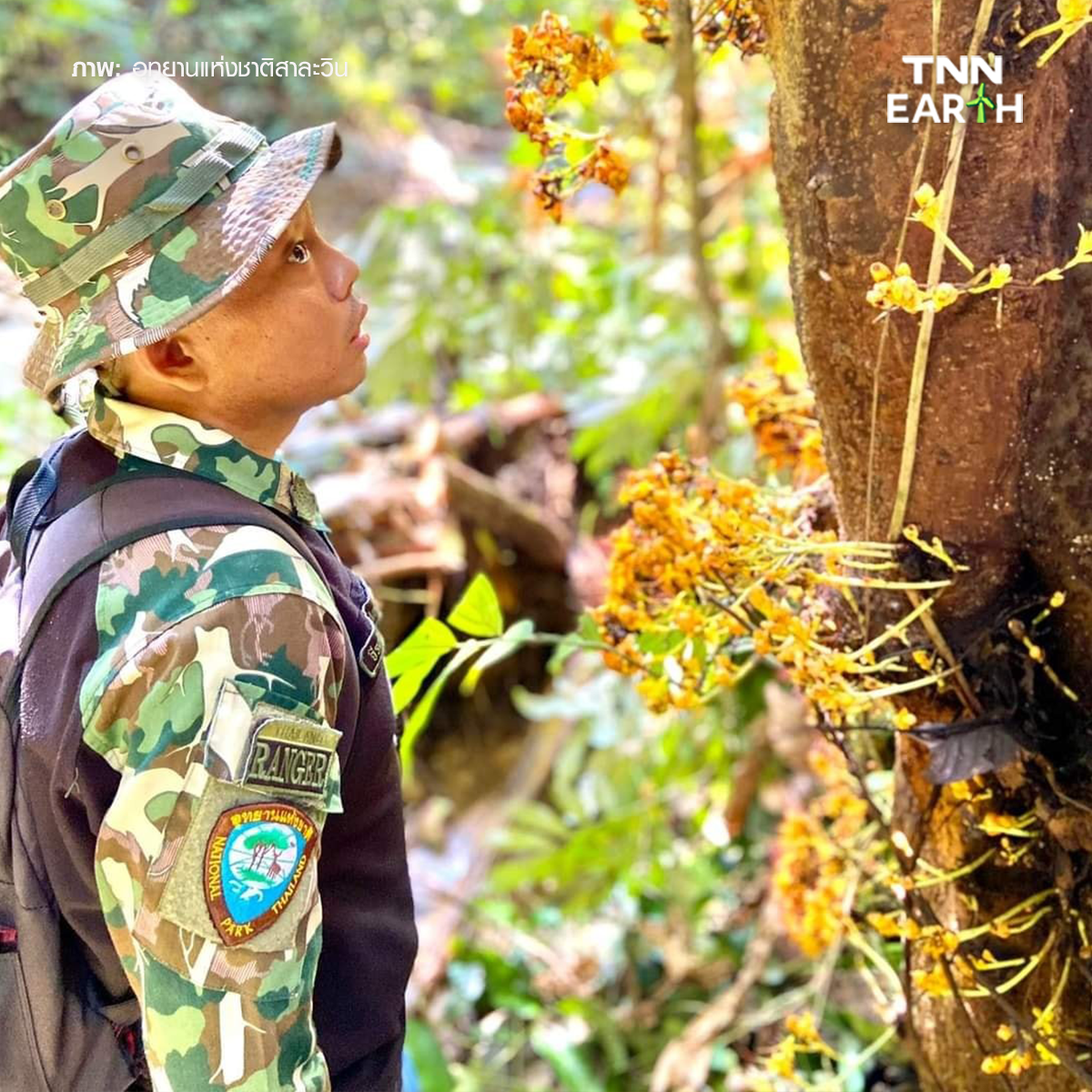 เผยภาพ “โสกเหลืองแม่เมย” พืชหายากชนิดใหม่ของโลก เผยภาพ “โสกเหลืองแม่เมย” พืชหายากชนิดใหม่ของโลก