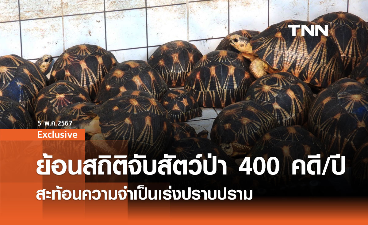 เต่าดาว-เสือปลา เหยื่อความโลภ ย้อนสถิติจับสัตว์ป่า 400 คดี/ปี สะท้อนความจำเป็นเร่งปราบปราม