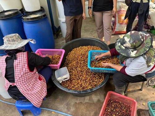 เครือซีพี ยกระดับการแปรรูปกาแฟคุณภาพ “น้ำพาง โมเดล” จ.น่าน มุ่งสู่ Fine Robusta เพิ่มมูลค่า เครือซีพี ยกระดับการแปรรูปกาแฟคุณภาพ “น้ำพาง โมเดล” จ.น่าน มุ่งสู่ Fine Robusta เพิ่มมูลค่า