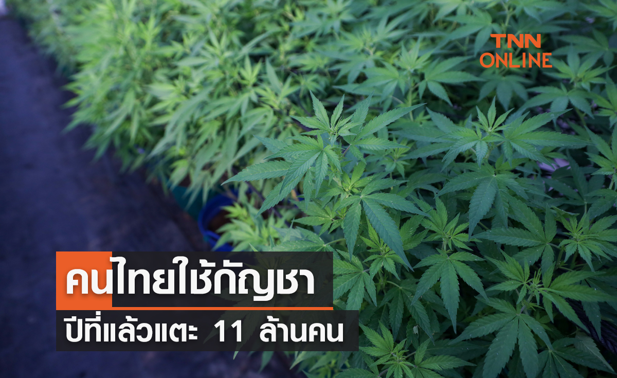 คนไทยใช้กัญชา ปีที่แล้วแตะ 11 ล้านคน  