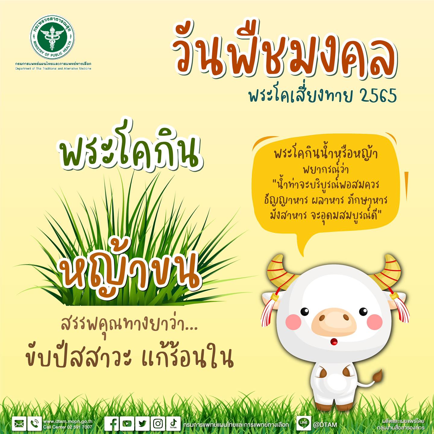 วันพืชมงคล 2565 พระโคเลือกกิน น้ำ หญ้า ถั่ว เหล้า เปิดสรรพคุณทางยาที่ควรรู้
