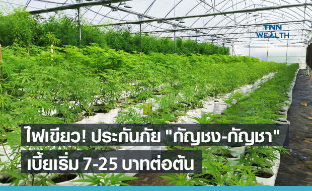 คปภ.ไฟเขียว ประกันภัยพืชเศรษฐกิจ "กัญชง-กัญชา"