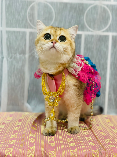 ลอยกระทงปี 64 จัดกิจกรรมประกวด หนูน้อยนพแมว ชิงมงกุฎทองล้อมเพชร