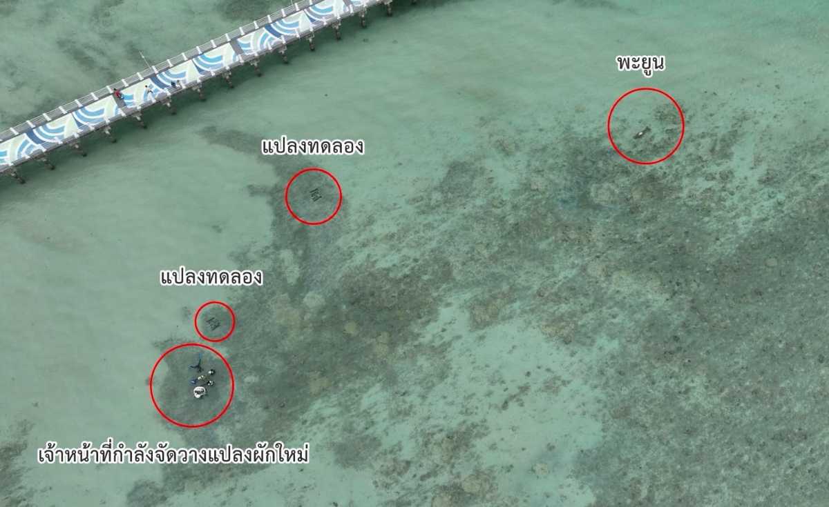 สำเร็จ ! พะยูนหลังขาว หาดราไวย์ ยอมกินผักอาหารเสริมทดแทนหญ้าทะเลแล้ว สำเร็จ ! พะยูนหลังขาว หาดราไวย์ ยอมกินผักอาหารเสริมทดแทนหญ้าทะเลแล้ว