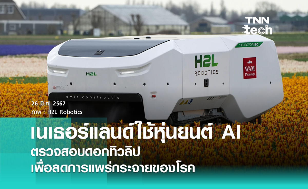 เนเธอร์แลนด์ใช้หุ่นยนต์ AI ตรวจสอบดอกทิวลิปเพื่อลดการแพร่กระจายของโรค