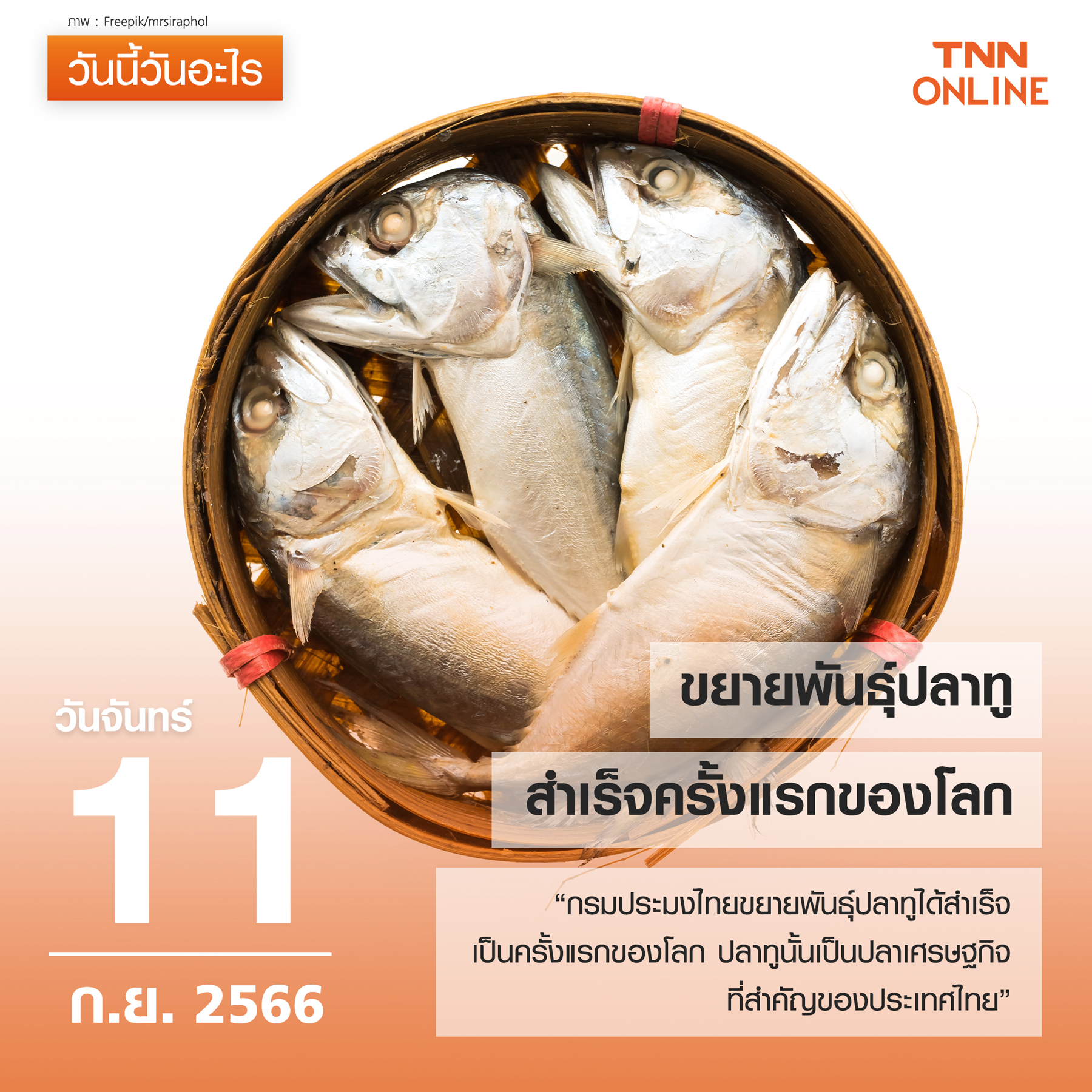 วันนี้วันอะไร 11 กันยายน เป็นวันที่ “ขยายพันธุ์ปลาทูสำเร็จครั้งแรกของโลก”! วันนี้วันอะไร 11 กันยายน เป็นวันที่ “ขยายพันธุ์ปลาทูสำเร็จครั้งแรกของโลก”!