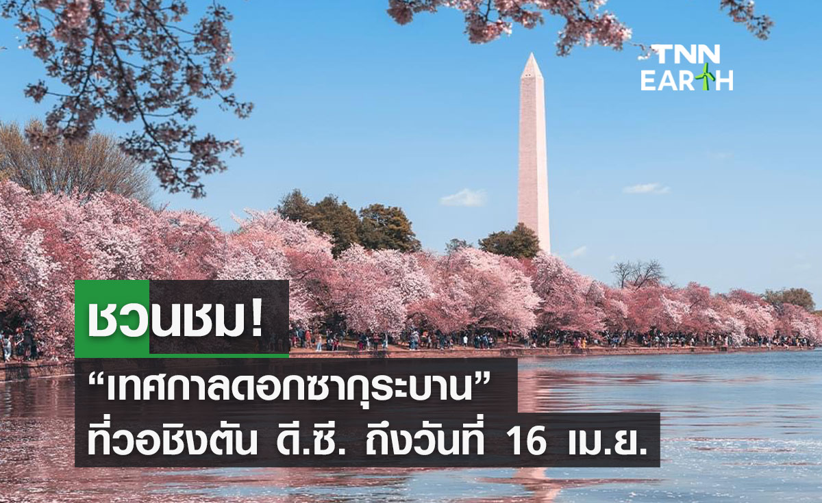 ชวนชม “เทศกาลดอกซากุระบาน” ที่วอชิงตัน ดี.ซี. ถึงวันที่ 16 เม.ย.