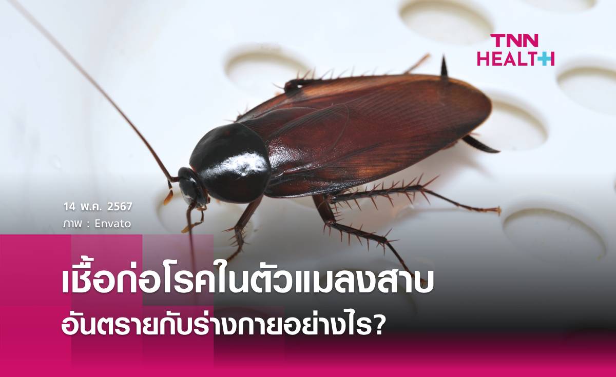 เชื้อก่อโรคในตัวแมลงสาบ ส่งผลอย่างไรกับร่างกาย?