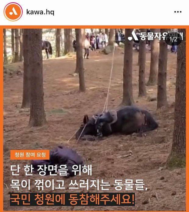 ทารุณกรรมสัตว์?!! ชาวเน็ตร้องเรียนซีรีส์จีนเรื่องดังทำม้าเข้าฉากเสี่ยงชีวิต