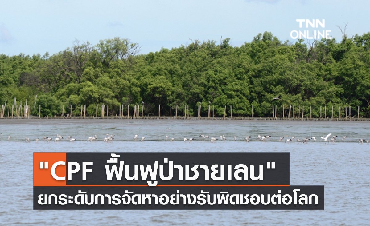(คลิป) "CPF ฟื้นฟูป่าชายเลน" ยกระดับการจัดหาอย่างรับผิดชอบต่อโลก