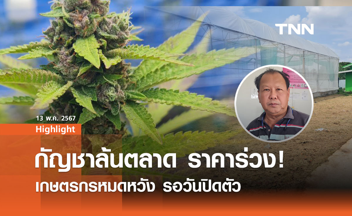 กัญชาล้นตลาด ราคาร่วง! เกษตรกรหมดหวัง รอวันปิดตัว