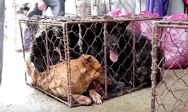 ประธานาธิบดีเกาหลีใต้เตรียมแบนการรับประทานเนื้อสุนัข ประธานาธิบดีเกาหลีใต้เตรียมแบนการรับประทานเนื้อสุนัข