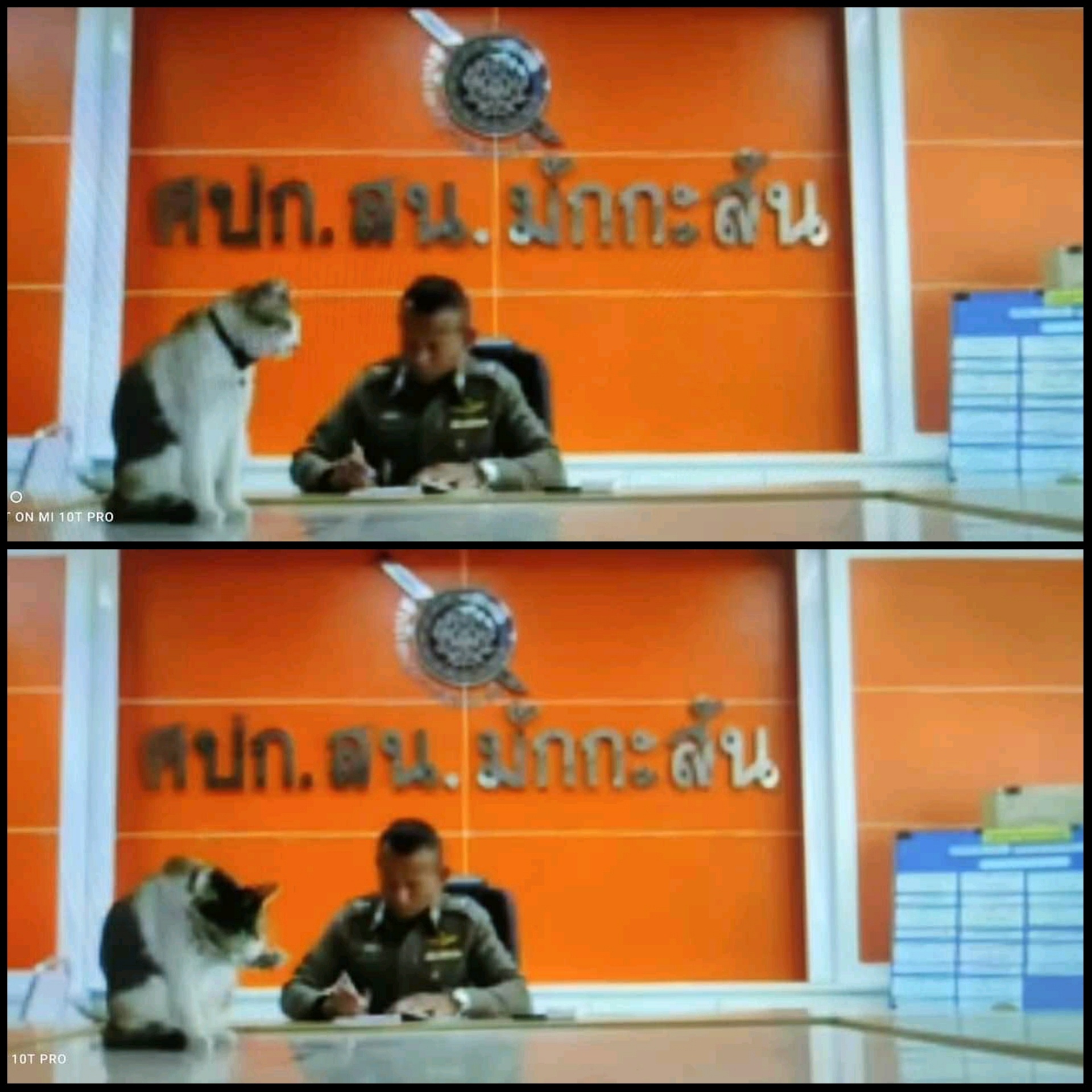เอ็นดู! แมวป่วนประชุมตร. ต้องแจ้งด่วนเอาน้องลงด้วย เอ็นดู! แมวป่วนประชุมตร. ต้องแจ้งด่วนเอาน้องลงด้วย