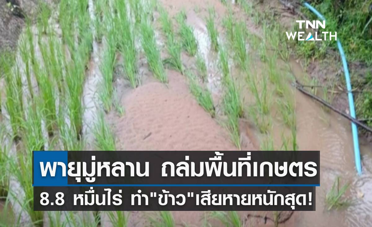 พายุมู่หลานถล่มพื้นที่เกษตร 8.8 หมื่นไร่ "ข้าว"เสียหายหนัก!