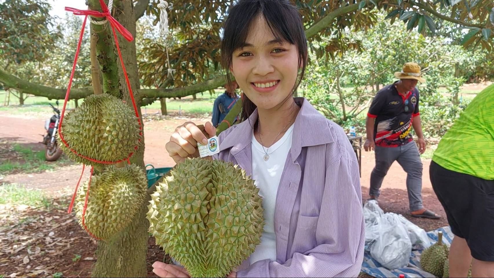มาแล้ว”ทุเรียนเสิงสาง”  ตอบโจทย์ผู้ที่ไม่ชอบกลิ่นทุเรียน  