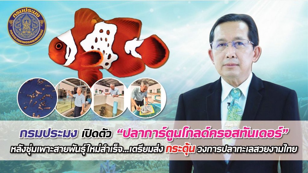 เคยเห็นยัง? ปลาการ์ตูนลายใหม่ โกลด์ครอสทันเดอร์ เคยเห็นยัง? ปลาการ์ตูนลายใหม่ โกลด์ครอสทันเดอร์